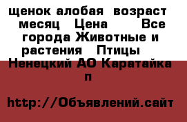 щенок алобая .возраст 1 месяц › Цена ­ 7 - Все города Животные и растения » Птицы   . Ненецкий АО,Каратайка п.